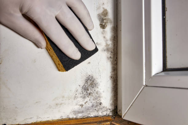 Best Mold Damage Restoration  in West Elmira, NY